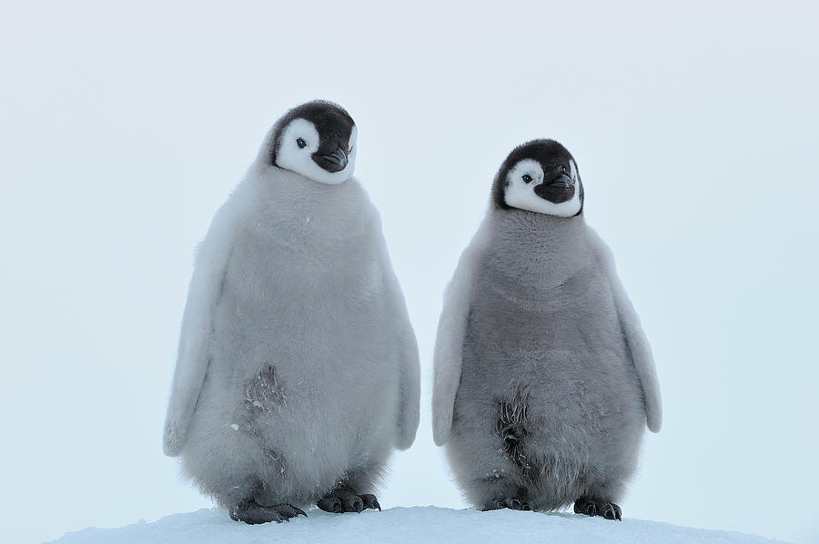 Emperor Penguin #4 Photograph by Raimund Linke