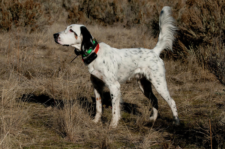 English Setter On Point #4 Photograph by William Mullins
