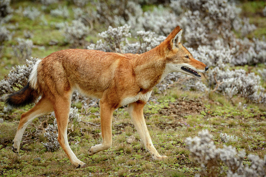 Ethiopian Wolf (canis Simensis) Photograph by Roger De La Harpe - Fine ...