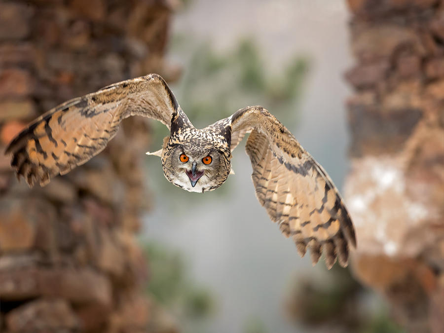 Eurasian Eagle-owl #4 Photograph by Milan Zygmunt