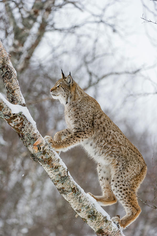 Eurasian Lynx In Winter, Norway Photograph by Roger Eritja