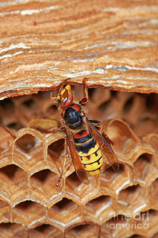 Wildlife Photograph - European Hornet #4 by Heiti Paves/science Photo Library