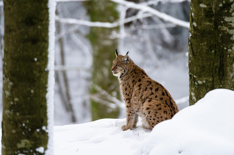 European Lynx (lynx Linx), Bavarian Forest National Park, Bavaria ...