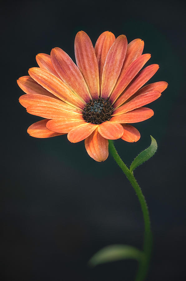 Evening Light Photograph by Robert Fawcett