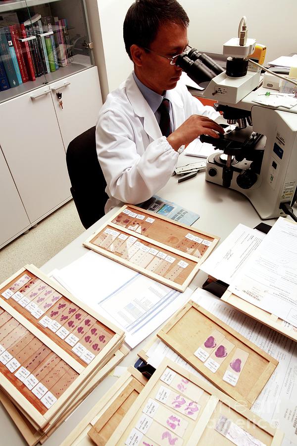 Examining Tissue Samples #4 Photograph by Mauro Fermariello/science Photo Library