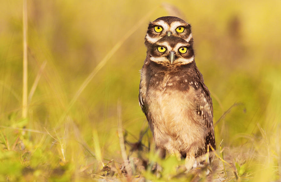 Owl Photograph - 4 Eyes! by Itamar Campos