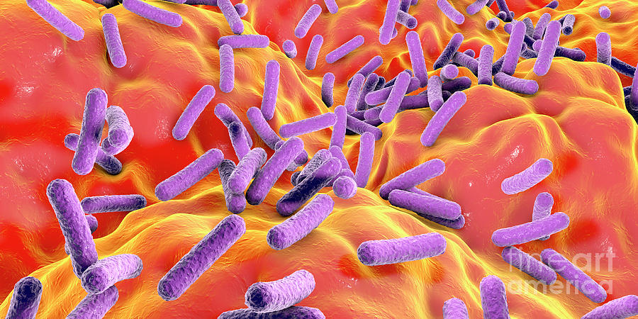 Bacillus Photograph - Faecalibacterium Prausnitzii Bacteria #4 by Kateryna Kon/science Photo Library