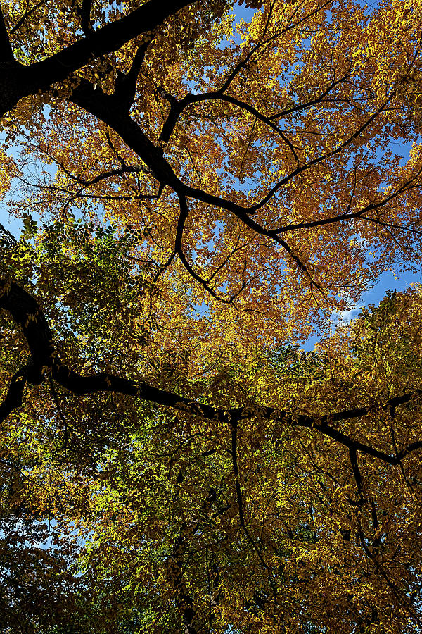 Fall Trees and Leaves #4 Photograph by Robert Ullmann