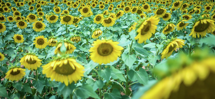 Famland Filled With Sunflowers On Sunny Day #4 Photograph by Alex Grichenko