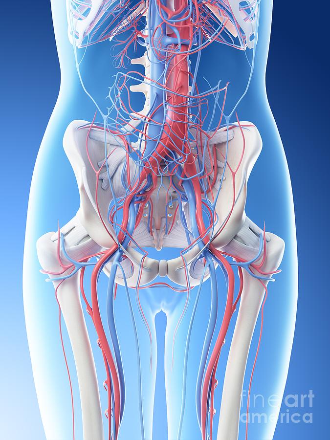 Female Abdominal Vascular System Photograph by Sebastian Kaulitzki ...