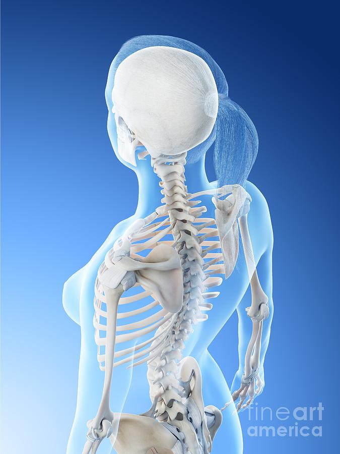 Female Back Muscles #4 by Sebastian Kaulitzki/science Photo Library