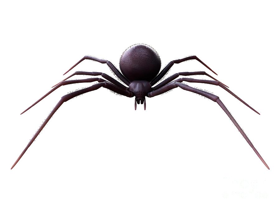 Black Widow Photograph - Female Black Widow Spider #4 by Sebastian Kaulitzki/science Photo Library
