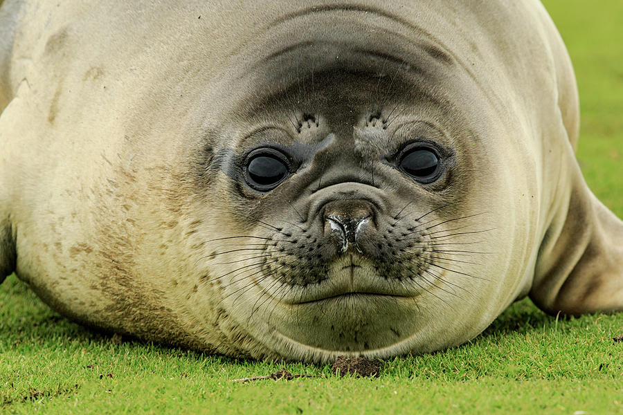 Female Elephant Seal, Mirounga Leonina Photograph by Adam Jones