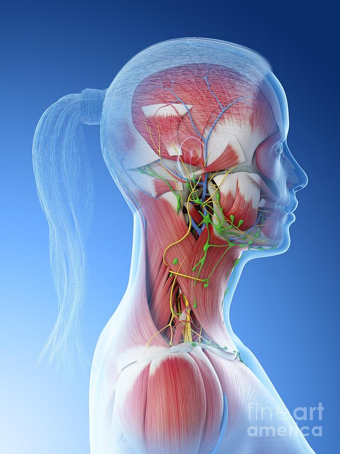 Female Neck Anatomy Photograph by Sebastian Kaulitzki/science Photo ...