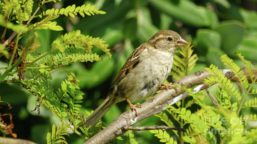 Female Spanish Sparrow Passer Hispaniolensis #4 Photograph by Pablo Avanzini
