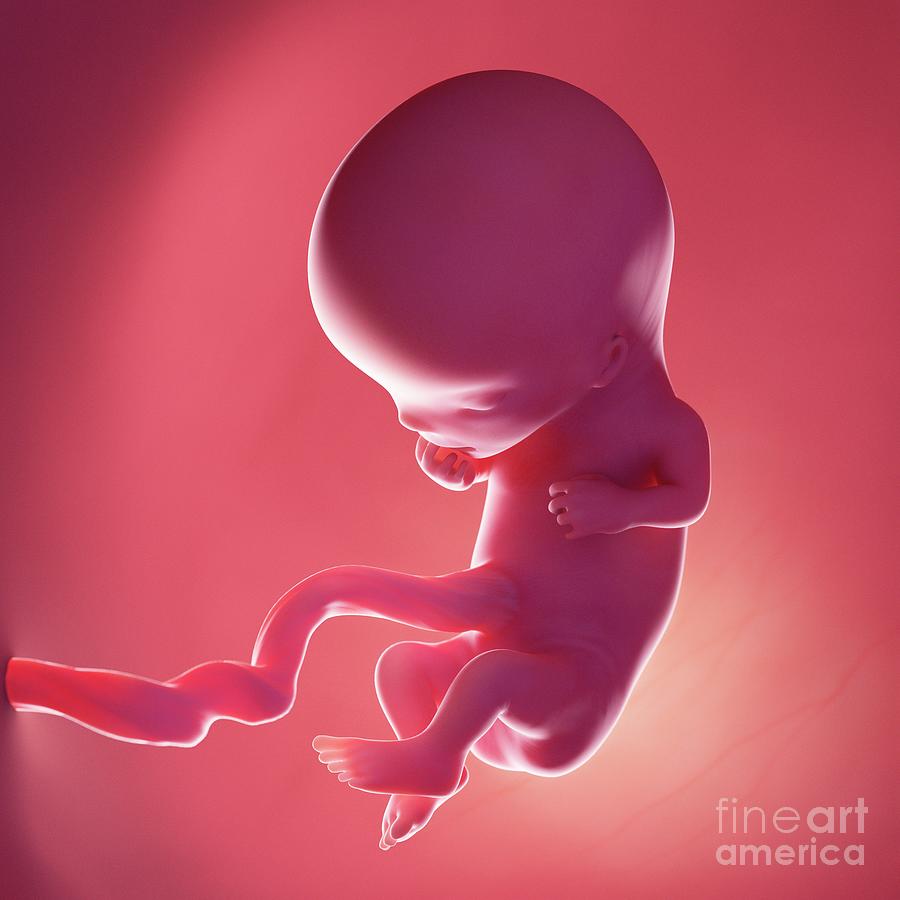 Fetus At Week 11 #4 Photograph by Sebastian Kaulitzki/science Photo Library