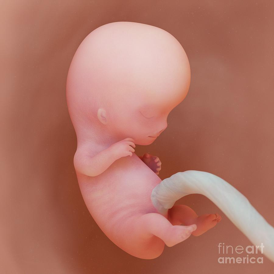 baby in the womb at 9 weeks