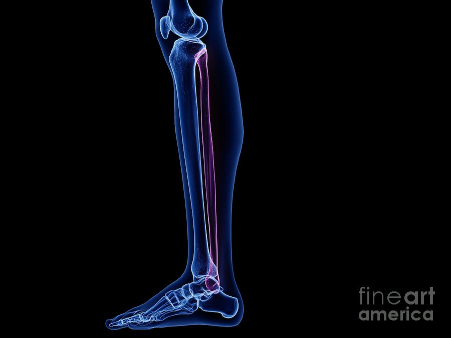 Fibula Bone Photograph by Sebastian Kaulitzki/science Photo Library ...