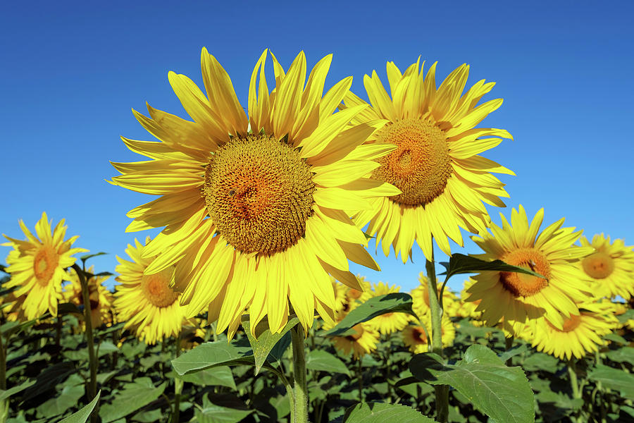 Field Of Giant Yellow Sunflowers In Full Bloom Photograph by Cavan ...