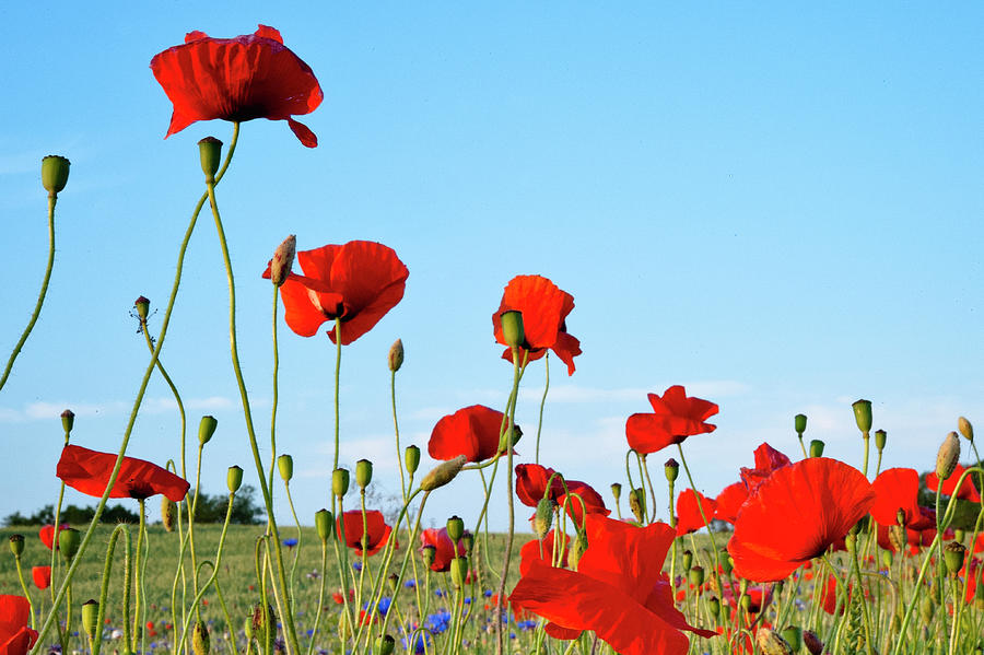 Field Of Poppy Plant In Mikolajki, Warmia-masuria, Poland Photograph by ...