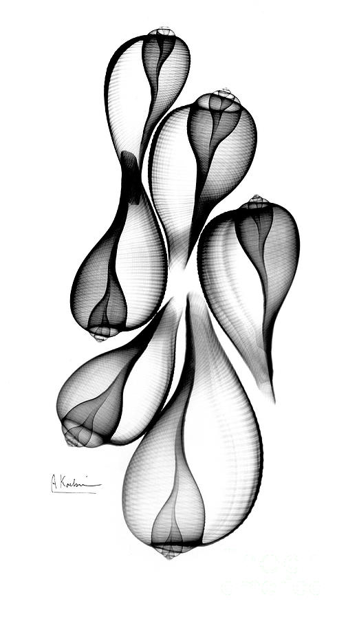 Fig Shells #4 by Albert Koetsier X-ray/science Photo Library