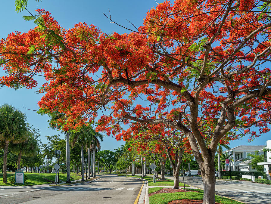 Florida, South Florida, Boca Raton, Mizner Park #4 Digital Art by Laura Zeid