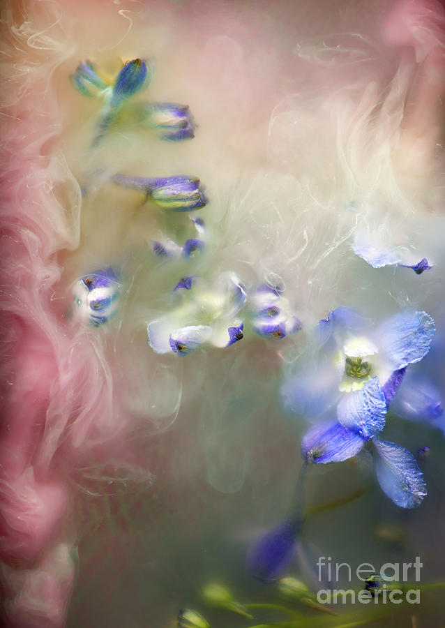 flowers and paint in water tara moore