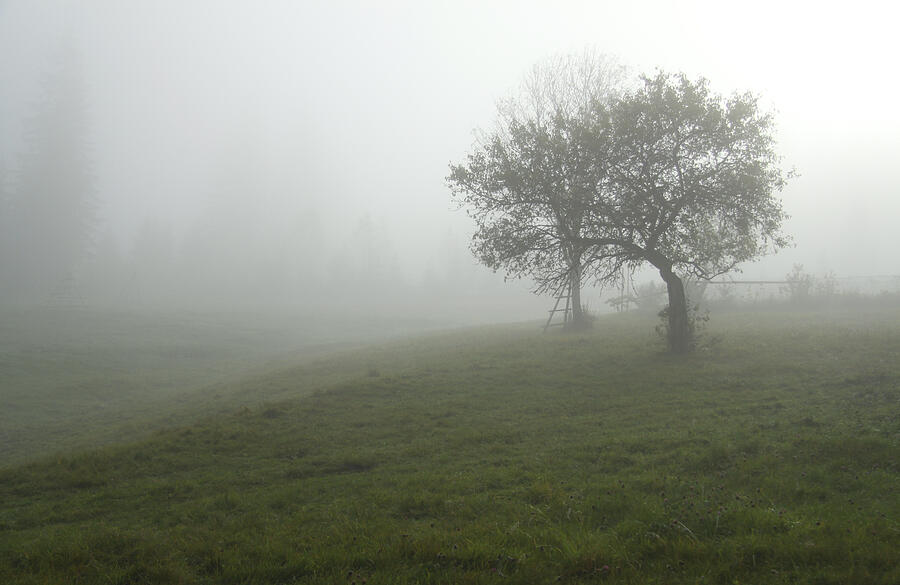 Foggy Morning #4 Photograph by Alexander Kiyashko
