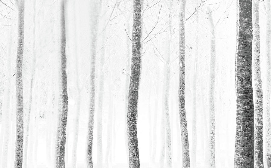 Forest #4 Photograph by Anna Cseresnjes
