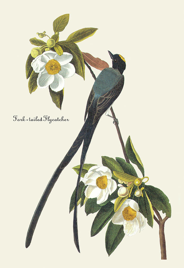 Fork-Tailed Flycatcher #4 Painting by John James Audubon