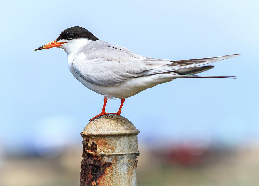 Forster's Tern Photograph by Arthur Bohlmann - Pixels