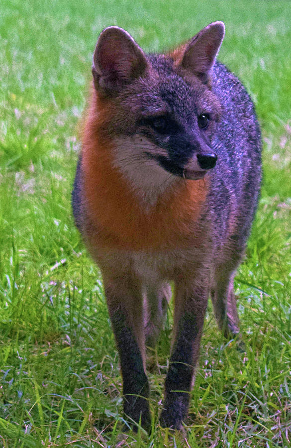 Fox #4 Photograph by Larah McElroy