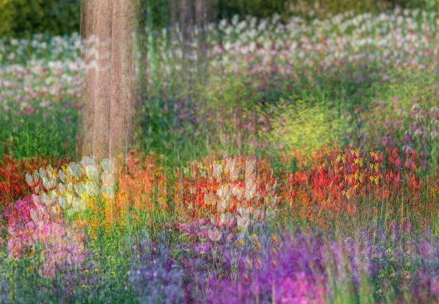 Abstract Photograph - France, Giverny Impression Of Flowers #4 by Jaynes Gallery