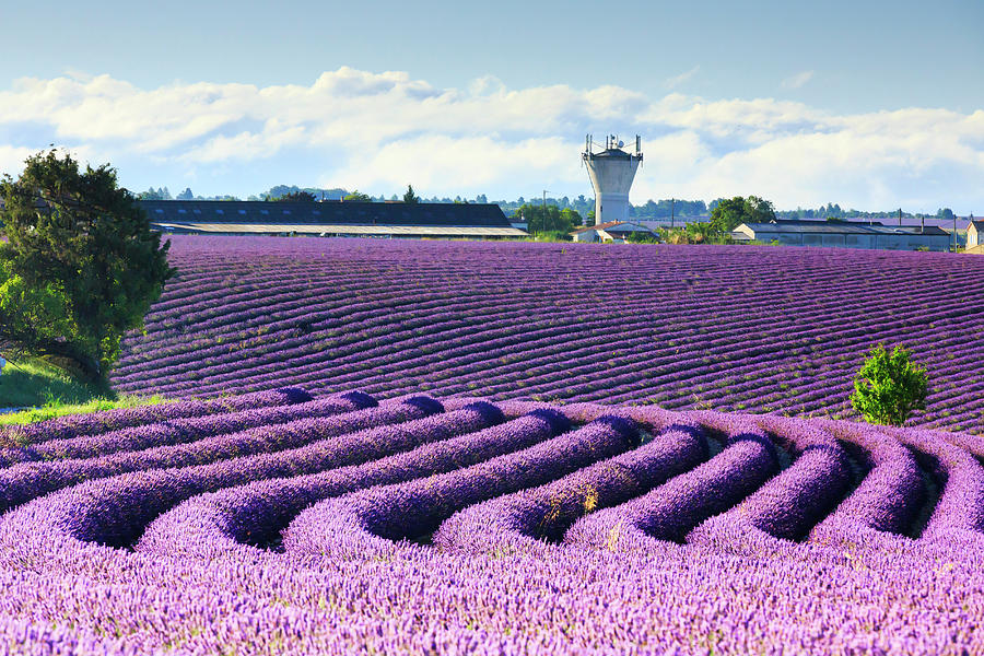 France, Provence-alpes-cote Dazur, Provence, Valensole, Lavender Field Near Valensole #4 Digital Art by Maurizio Rellini