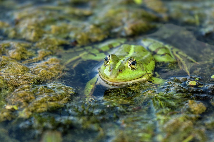 Frog, Danube Delta, Romania #4 Digital Art by Reinhard Schmid