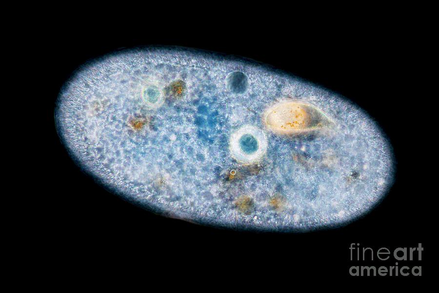 Frontonia Protist #4 Photograph by Frank Fox/science Photo Library
