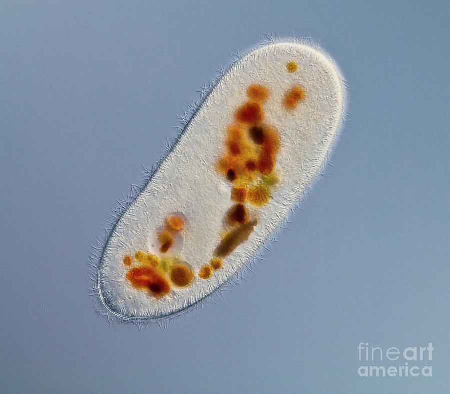 Frontonia Protist #4 Photograph by Gerd Guenther/science Photo Library