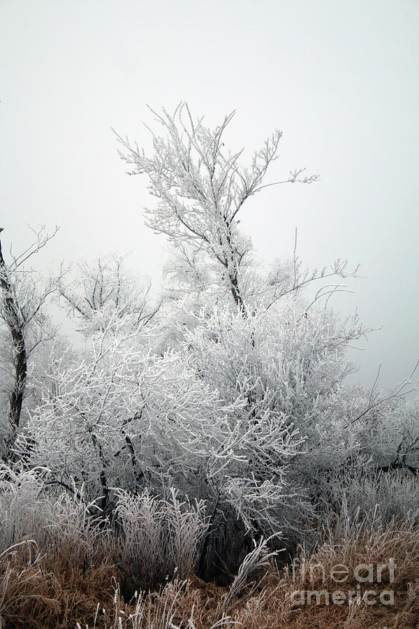 Winter Photograph - Frosty in the trees #4 by Lori Tordsen