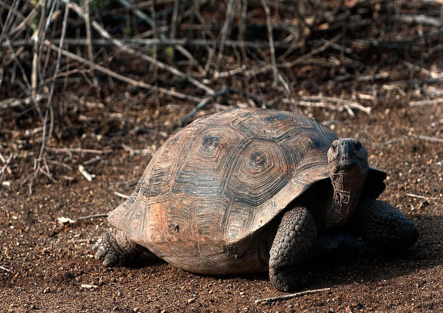 Galapagos Giant Tortoise #4 Photograph by Michael Lustbader
