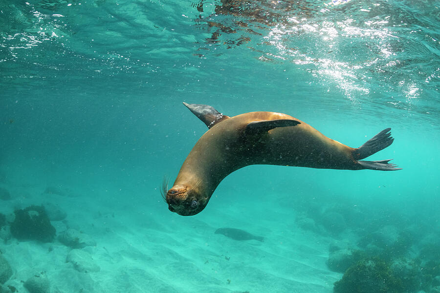 Galapagos Sea Lion Yearling Pup Playing In Shallows #4 Photograph by Tui De Roy / Naturepl.com Galapagos Sea Lion Yearling Pup Playing In Shallows #4 Photograph by Tui De Roy / Naturepl.com
