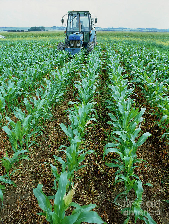 genetically modified maize experiment