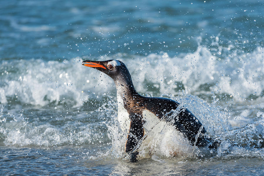 Gentoo Penguin Coming Ashore #4 Photograph by Tui De Roy