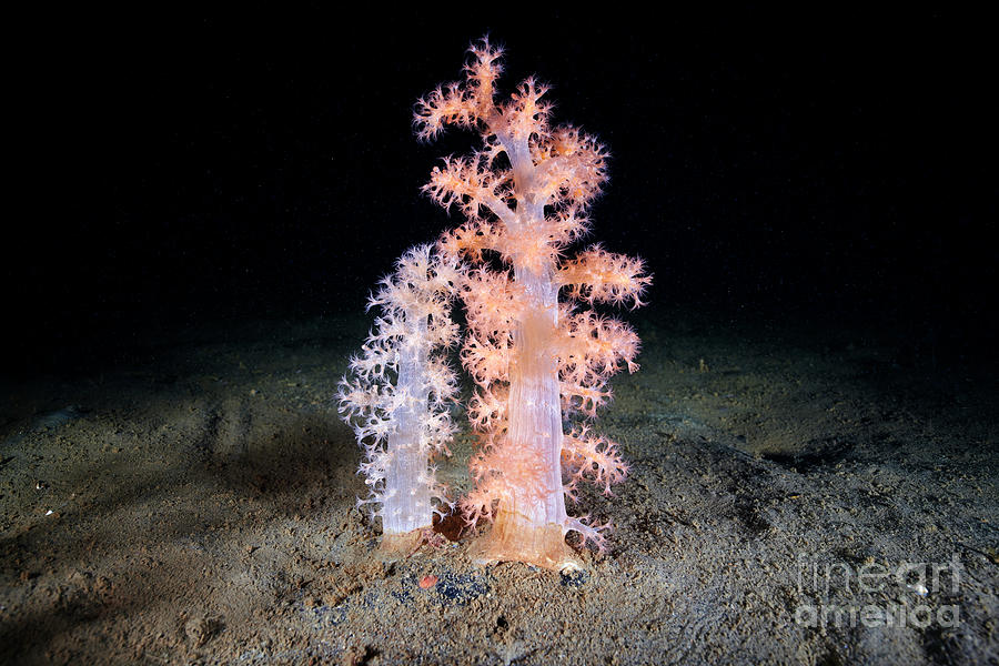 Gersemia Fruticosa Soft Coral #4 Photograph by Alexander Semenov/science Photo Library