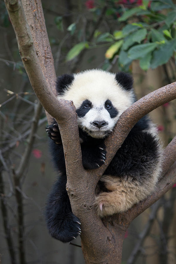 Giant Panda Cub In Tree #4 Photograph by Suzi Eszterhas