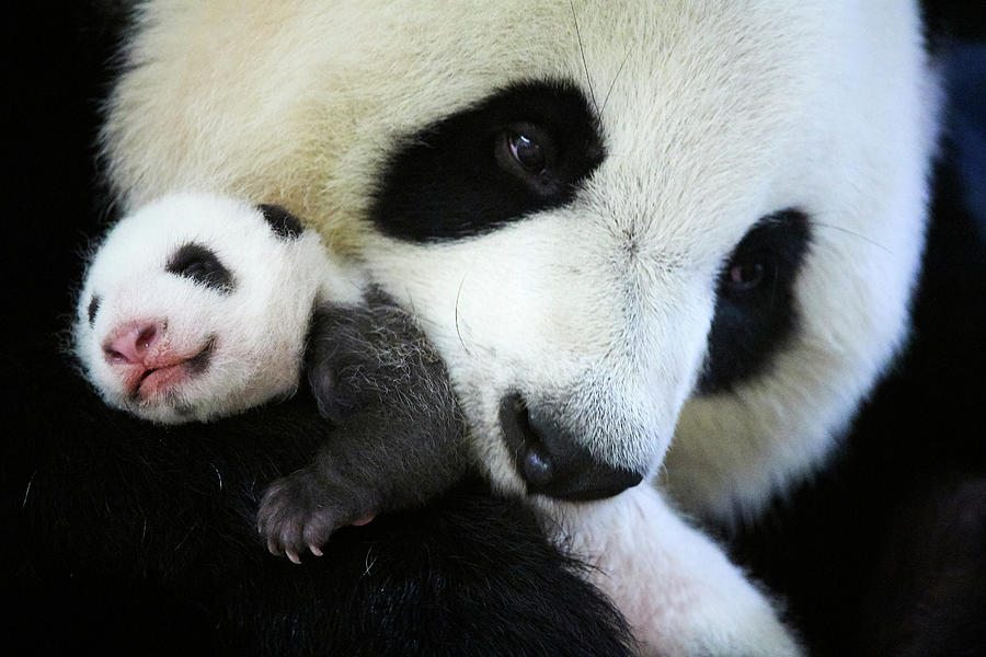 Giant Panda Female, Holding Baby, Beauval Zoo, France Photograph by ...