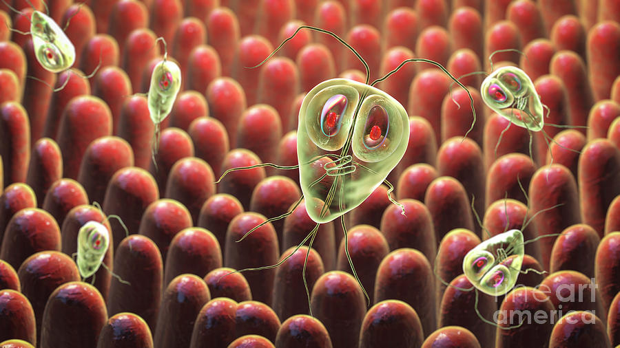 Giardia Lamblia Parasites In Human Intestine Photograph By Kateryna Kon