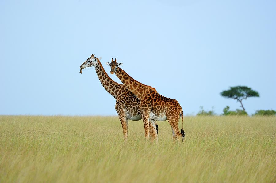 Giraffe #4 Photograph by Winfried Wisniewski