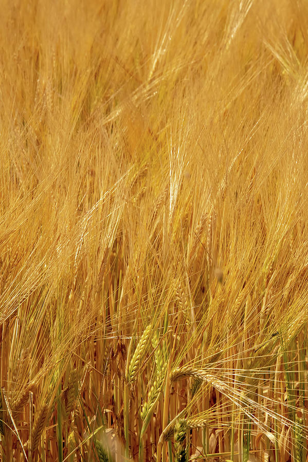 Golden Wheat Fields On Sunny Day In Wyoming #4 Photograph by Alex Grichenko