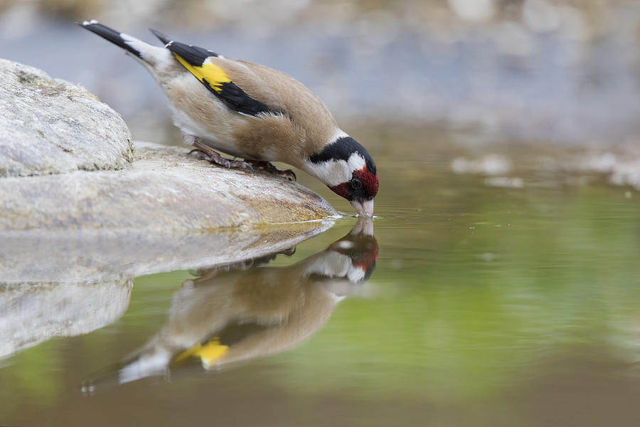 Bird Photograph - Goldfinch #4 by Paolo Bolla