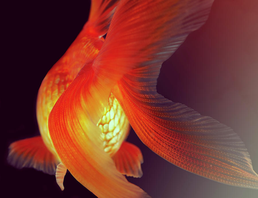 Goldfish #4 Photograph by Mark Mawson
